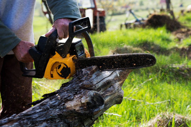 How Our Tree Care Process Works  in  Independence, VA