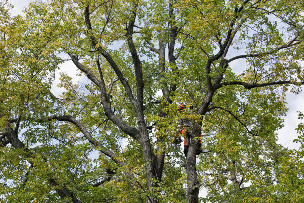 Reliable Independence, VA Tree Services Solutions